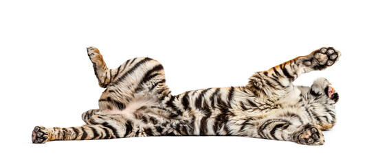 Tiger lying down on its back, isolated