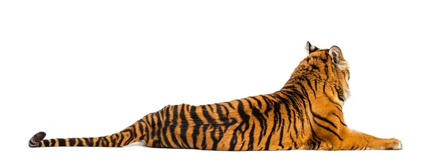 Foto auf Acrylglas Antireflex Back view of a Tiger lying down isolated on white © Eric Isselée