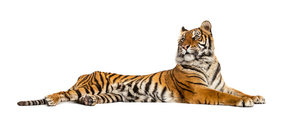 Tiger lying down isolated on white