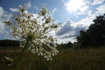 landscape photography of a summer meadow with a flower at the foreground