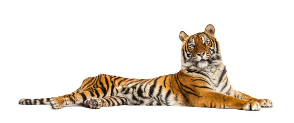 Tiger lying down isolated on white