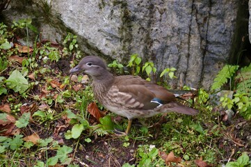 野鳥　