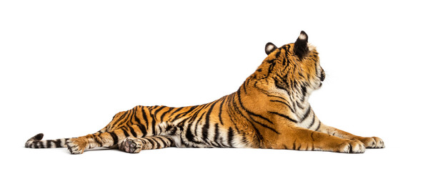 Tiger lying down looking background, isolated on white