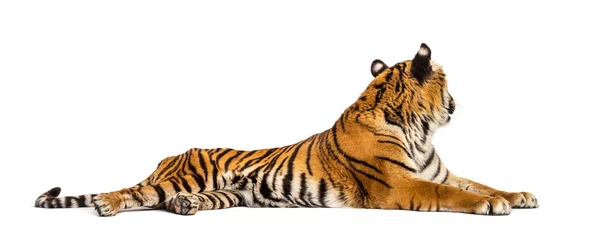Poster Tiger lying down looking background, isolated on white © Eric Isselée