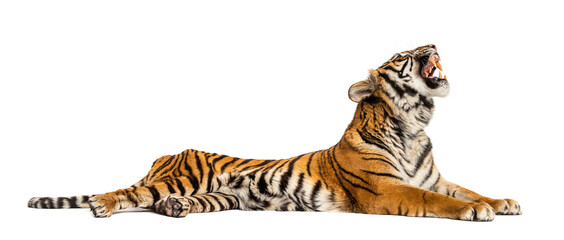Obraz premium Roaring Tiger lying down isolated on white