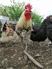 Rooster in the farm