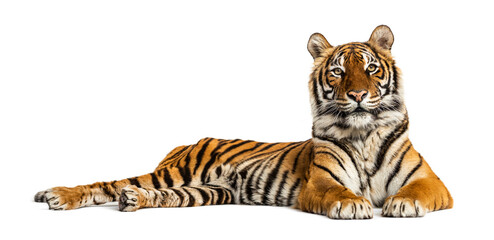 Tiger lying down isolated on white