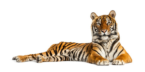 Tiger lying down isolated on white