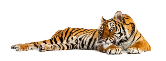 Tiger lying down having a rest, isolated on white