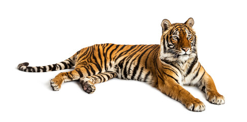 Tiger lying down isolated on white