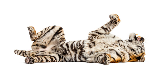 Tiger lying down on its back, isolated