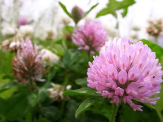 クローバー 野草