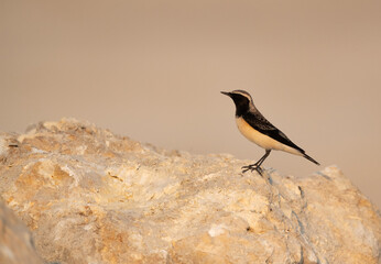 Beautiful Pied wheatear at Busaiteen coast of Bahrain