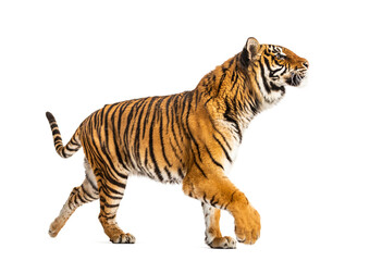 Side view of a Tiger walking away, isolated on white