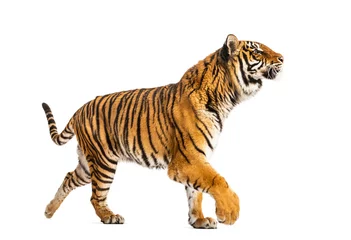 Zelfklevend Fotobehang Zijaanzicht van een tijger die wegloopt, geïsoleerd op wit © Eric Isselée