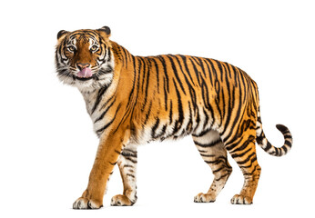 Obraz na płótnie Canvas Standing Tiger licking itself, looking away