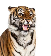 Foto op Plexiglas close-up on a Tiger's head looking angry, showing its tooth © Eric Isselée