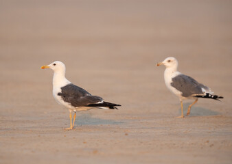 Lesser Black-backed Gulls at Busaiteen coast of Bahrain