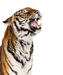 close-up on a Tiger's head looking angry, showing its tooth