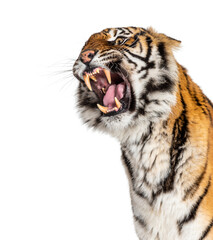 close-up on a Tiger's head looking angry, showing its tooth