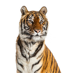 Fototapeta na wymiar Proud Tiger's head portrait, close-up, isolated on white