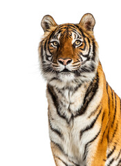 Tiger's head portrait, close-up, isolated on white
