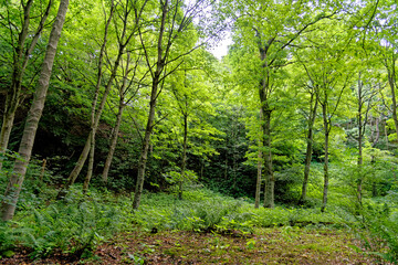 Stellagill Woods - County Durham United Kingdom