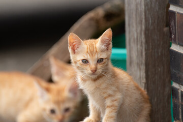 可愛い子猫　茶トラ