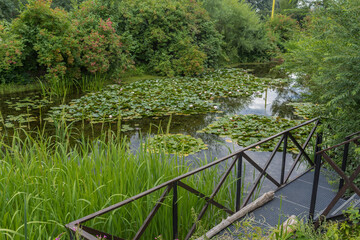 Wooden terrace for viewing a decorative pond overgrown with lotus flowers. Botanical Garden of Moscow State University.