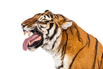 Tiger, mouth open, sniffing the air, isolated on white