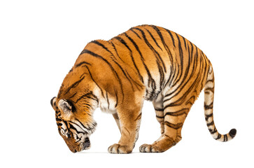 Tiger, mouth open, sniffing the air, isolated on white