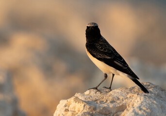 Pied wheatear on limestone rock at Busaiteen coast of Bahrain