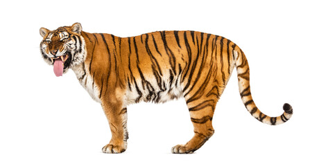 Tiger, mouth open, sniffing the air, isolated on white