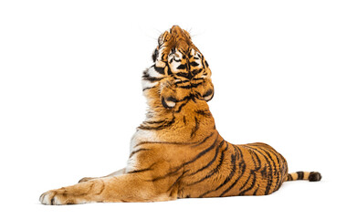 back view of a Tiger lying down and looking up