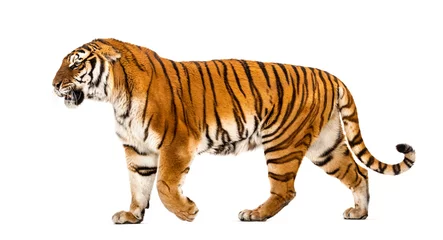 Foto auf Acrylglas Antireflex Seitenansicht eines Tigers, der weggeht, isoliert auf weiß © Eric Isselée