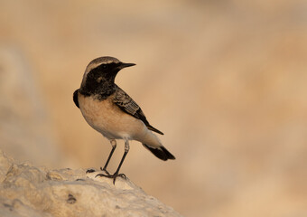 Closeup of a Pied wheatear at Busaiteen coast of Bahrain