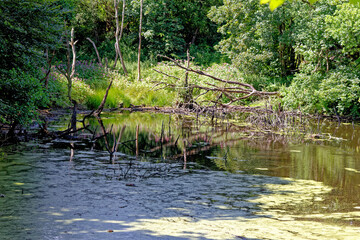 Stellagill Woods - County Durham United Kingdom