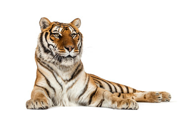 Tiger lying down isolated on white