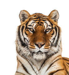 Staring Tiger's head portrait, close-up, isolated on white