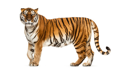 Obraz premium Side view, profile of a tiger standing, isolated on white