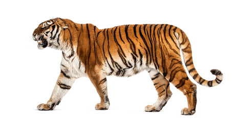 Side view of a Tiger walking and looking agressive