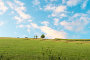 landscape with grass and blue sky with white clouds in autumn season. 