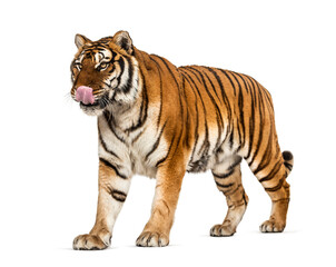 Fototapeta na wymiar Tiger licking itself, looking hungry, isolated