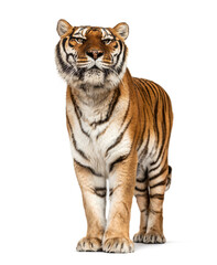Fototapeta na wymiar Tiger posing in front, isolated
