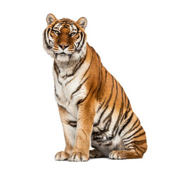 Fototapeta na wymiar Tiger sitting proudly, isolated on white