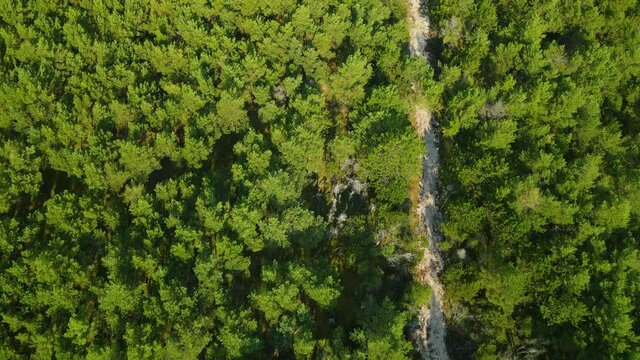 Aerial flight over narrow dirt road through bright green forest near Stilo