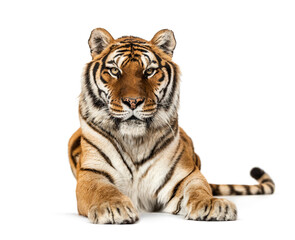 Fototapeta na wymiar Tiger lying down staring at the camera, isolated on white