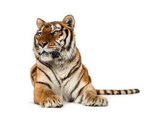 Tiger lying down isolated on white