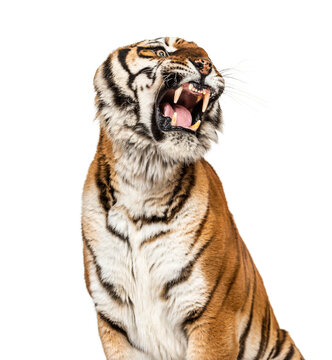 close-up on a Tiger's head looking angry, showing its tooth