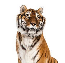 Tiger's head portrait, close-up, isolated on white